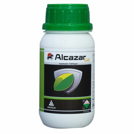 Alcazar Gold